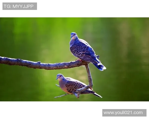 灰熊的栖息地与生态习性研究:保护与人类活动的平衡探索 灰熊的栖息地与生态习性研究:保护与人类活动的平衡探索